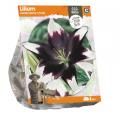 Baltus Lelie Lilium Asiatic Nettys Pride bloembollen per 1 stuks